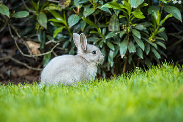 cute grey bunny resting beside green bush on grassy ground