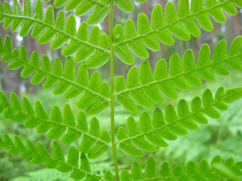 Pteridium aquilinum green fern leaf close up
