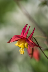 red columbine flower flower with creamy background