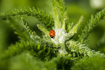 tiny red ladybug on the white valerian flower pod under the sun