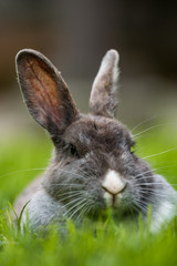 close up shot of grey rabbit with funny facial expression 