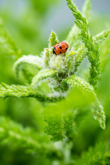 ladybug on top of plant under the sun in the morning © Yi
