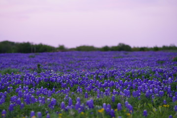 Obraz premium View of blooming bluebonnet wildflowers at a park near Texas Hill Country during spring time