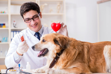 Doctor examining golden retriever dog in vet clinic