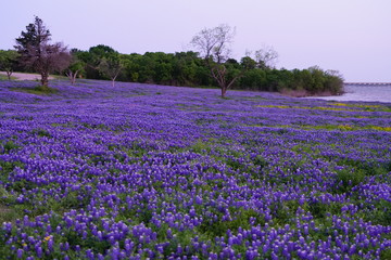 Fototapeta na wymiar View of blooming bluebonnet wildflowers at a park near Texas Hill Country during spring time