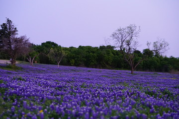 View of blooming bluebonnet wildflowers at a park near Texas Hill Country during spring time