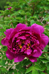 A Pink peony flower