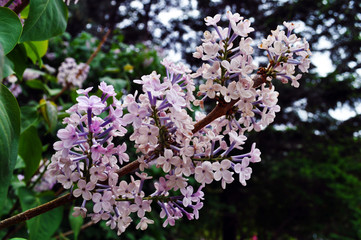 Lilac flowers