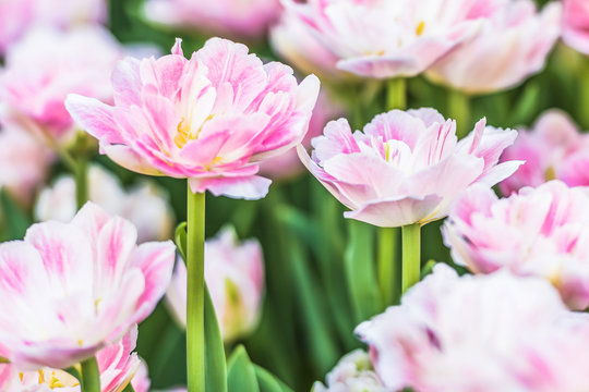 Group of colorful tulips. A pink tulip flower is illuminated by sunlight. Soft selective focus. Bright colorful background with tulips.