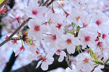 Beautiful view of pink Cherry blossoms or sakura.