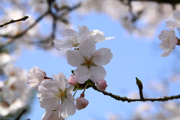 満開の桜