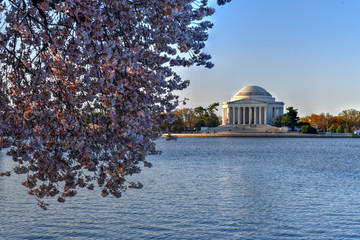 Cherry Blossoms - Washington, DC