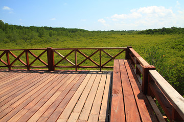 brown wooden bridge in green mangrove nature outdoor landscape background