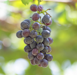 Bunch of grapes