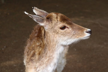 portrait of fallow deer (Cervidae) 