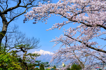 弘前公園からの岩木山と桜