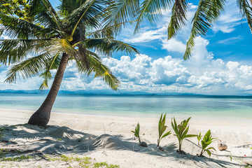 beautiful beach with coconut tree