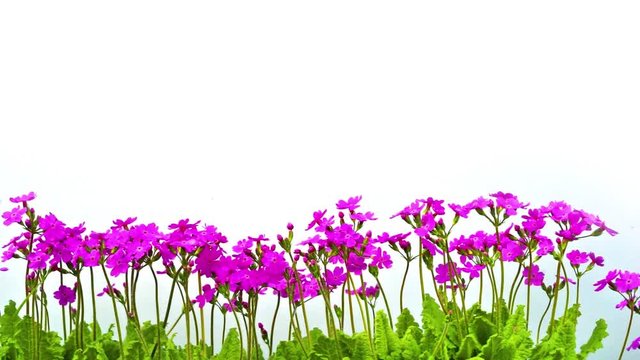 row of pink primrose flowers with leaves isolated on white background sway in the wind