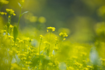 spring flower