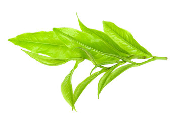 Tea leaf isolated on the white background