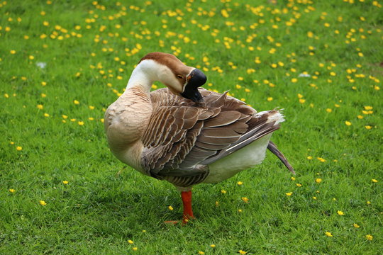 brown Chinese goose preening on buttercup meadow