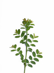 Green leaves isolated on white background.