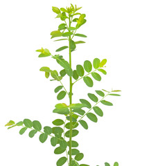 Green leaves isolated on white background.