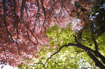Red and green maple forest