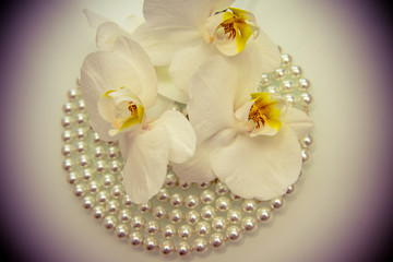 pearl and white orchid on a white glass 