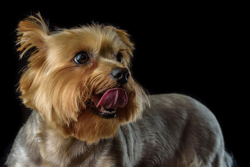portrait of a yorkshire terrier on a dark background