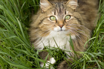 summer portrait of a cat on the green grass, pet walking outdoors