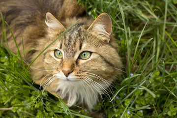 Naklejka na ściany i meble summer portrait of a cat on the green grass, pet walking outdoors