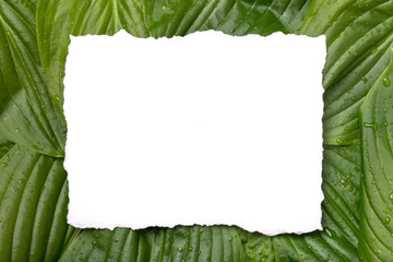 Fototapeta premium White paper frame with place for text on tropical background. Nature layout made of leaves.