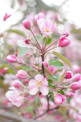 Blooming apple tree on spring. Flowering Crabapple in the park. Closeup of pink blossoming branches. Background with flowers in bloom, selective focus