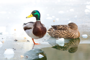 duck, bird, mallard