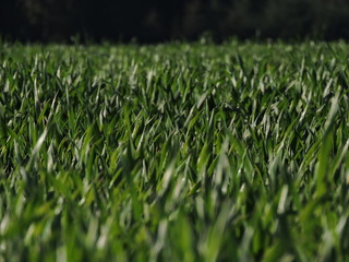 Deep green blades of grass