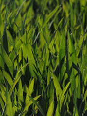 Big verdurous blades of grass, close-up