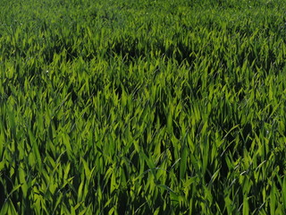 Verdurous blades of grass