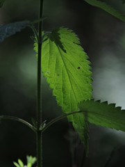 Deep green leaf of a stinging nettle, closeup