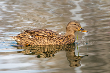mallard, duck, bird