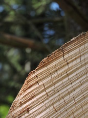 Wood of a cut down tree trunk in the forest