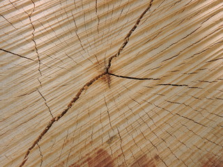 Wood of a cut down tree trunk, closeup