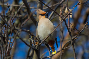 bird, waxwing, bohemian waxwing