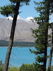 Conifers at turquoise Lake Tekapo, New Zealand