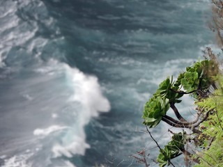 Green plants at the shore and a big wave, Madeira