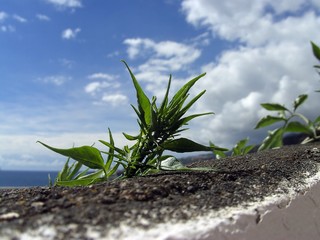 Leaves on a wall at the sea, La Palma