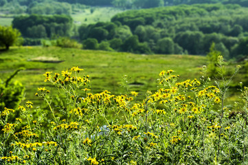 желтые цветы на фоне обрыва с видом на лес