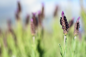 Beautiful Lavender Field with bokeh background.  Close up photo of bright pink/violett flowers and plants.