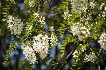 White fragrant acacia flower clusters blooming among green leaves on tree branches
