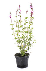 decorative Salvia in studio